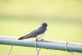 A Barn Swallows Perched on a Metal Fence with Green Foliage in Background