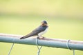 A Barn Swallows Perched on a Metal Fence with Green Foliage in Background