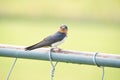 A Barn Swallows Perched on a Metal Fence with Green Foliage in Background