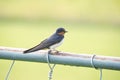 A Barn Swallows Perched on a Metal Fence with Green Foliage in Background