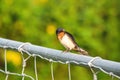 A Barn Swallows Perched on a Metal Fence with Green Foliage in Background