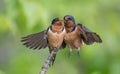 Barn Swallows