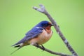 Barn Swallows sitting on a fence