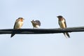 Barn Swallows on Wires Royalty Free Stock Photo