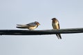 Barn Swallows on Wires Royalty Free Stock Photo