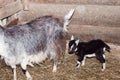 barn. there is a goat and three little goats in it. straw on the floor. walls of wood. there is toning