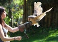 Barn - Tyto alba - owl landing on falconers hand