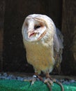 Barn - Tyto alba - owl posing