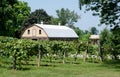 Barn and vineyard Royalty Free Stock Photo