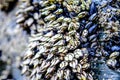 Barnacle in Cathedrals Beach at Galician shore Royalty Free Stock Photo