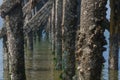 Barnacle covered wooden peer posts Royalty Free Stock Photo