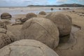 Barnacle encrusted Moeraki Boulders on New Zealand`s Otago coast