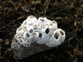 Barnacle encrusted pebble. Royalty Free Stock Photo