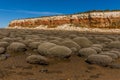 Barnacle encrusted rocks resembling a basket of eggs in front of the white, red and orange stratified cliffs at Norfolk, UK Royalty Free Stock Photo