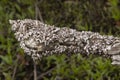 Barnacle Encrusted Tree Branch