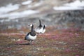 Barnacle gees in Arctic tundra Royalty Free Stock Photo