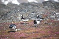 Barnacle gees in Arctic tundra Royalty Free Stock Photo