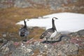 Barnacle gees in Arctic tundra Royalty Free Stock Photo