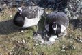 Barnacle gees on the nest - Spitsbergen Royalty Free Stock Photo