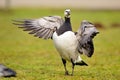 Barnacle Goose (Branta leucopsis)