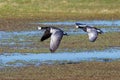 Barnacle Geese - Branta leucopsis flying over a wetland.