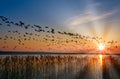 Barnacle Geese Branta leucopsis,North Sea,Germany Royalty Free Stock Photo