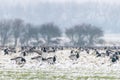 Barnacle geese branta leucopsis in a snowy field during winter