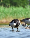 Barnacle geese with chicks