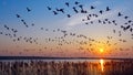 Barnacle Geese,East Frisia,North Sea,Germany