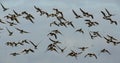 Barnacle Geese in flight