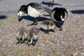 Barnacle Geese with Goslings Feeding