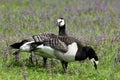 Barnacle Geese in meadow