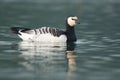 Barnacle goose