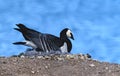 Barnacle goose Royalty Free Stock Photo