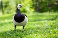 Barnacle Goose