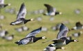 Barnacle Goose, Brandgans, Branta leucopsis Royalty Free Stock Photo