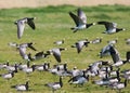 Barnacle Goose, Brandgans, Branta leucopsis Royalty Free Stock Photo