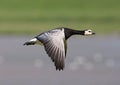 Barnacle Goose, Brandgans, Branta leucopsis Royalty Free Stock Photo