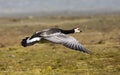 Barnacle Goose, Brandgans, Branta leucopsis Royalty Free Stock Photo