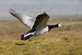 Barnacle Goose, Brandgans, Branta leucopsis Royalty Free Stock Photo