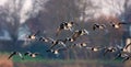 Barnacle Goose, Brandgans, Branta leucopsis Royalty Free Stock Photo