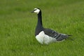 Barnacle Goose; Brandgans; Branta leucopsis Royalty Free Stock Photo