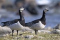 Barnacle goose, branta leucopsis Royalty Free Stock Photo