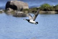 Barnacle goose, branta leucopsis