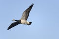 Barnacle goose, branta leucopsis Royalty Free Stock Photo