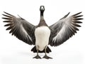 Barnacle Goose Branta leucopsis (+/ 18 mlonths)  Made With Generative AI illustration Royalty Free Stock Photo