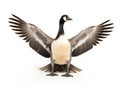 Barnacle Goose Branta leucopsis (+/ 18 mlonths)  Made With Generative AI illustration Royalty Free Stock Photo