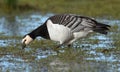 Barnacle Goose (Branta leucopsis) Royalty Free Stock Photo