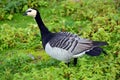 The barnacle goose Branta leucopsis