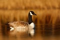 Barnacle Goose, Branta leucopsis, black and white in the water surface, animal in the nature lake grass habitat, Sweden. Morning s Royalty Free Stock Photo